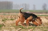WELSH TERRIER 082